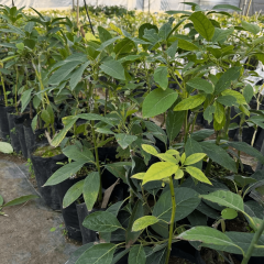 Aşılı Pinkerton Avokado Fidanı 50-70 cm - Tüplü Bodur Gelişimli Ve En Uzun Meyve Veren Tür