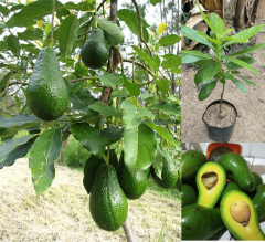 Aşılı Wurtz (Bodur)-(Little Cado) Avokado Fidanı 50-70 cm - Tüplü Saksıda Yetişmeye En Uygun Gerçek Bodur Tür