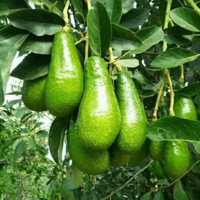 Aşılı Wurtz (Bodur)-(Little Cado) Avokado Fidanı 50-70 cm - Tüplü Saksıda Yetişmeye En Uygun Gerçek Bodur Tür