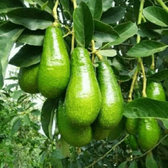 Aşılı Wurtz (Bodur)-(Little Cado) Avokado Fidanı 50-70 cm - Tüplü Saksıda Yetişmeye En Uygun Gerçek Bodur Tür