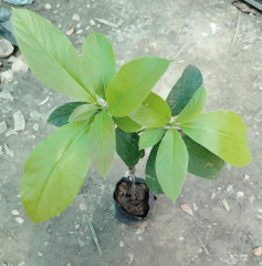 Aşılı Wurtz (Bodur)-(Little Cado) Avokado Fidanı 50-70 cm - Tüplü Saksıda Yetişmeye En Uygun Gerçek Bodur Tür