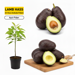 Aşılı Lamb Hass Avokado Fidanı - 2 Yaş Sertifikalı - İri Meyveli Saksıya Uygun (50-70 cm)