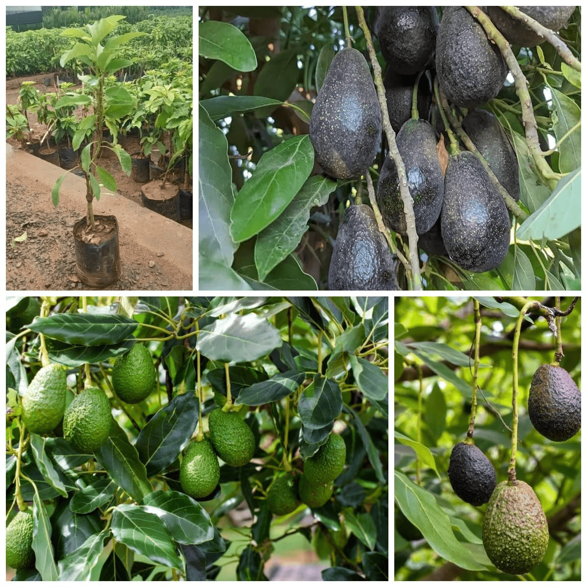 Aşılı Lamb Hass Avokado Fidanı - 2 Yaş Sertifikalı - İri Meyveli Saksıya Uygun (50-70 cm)