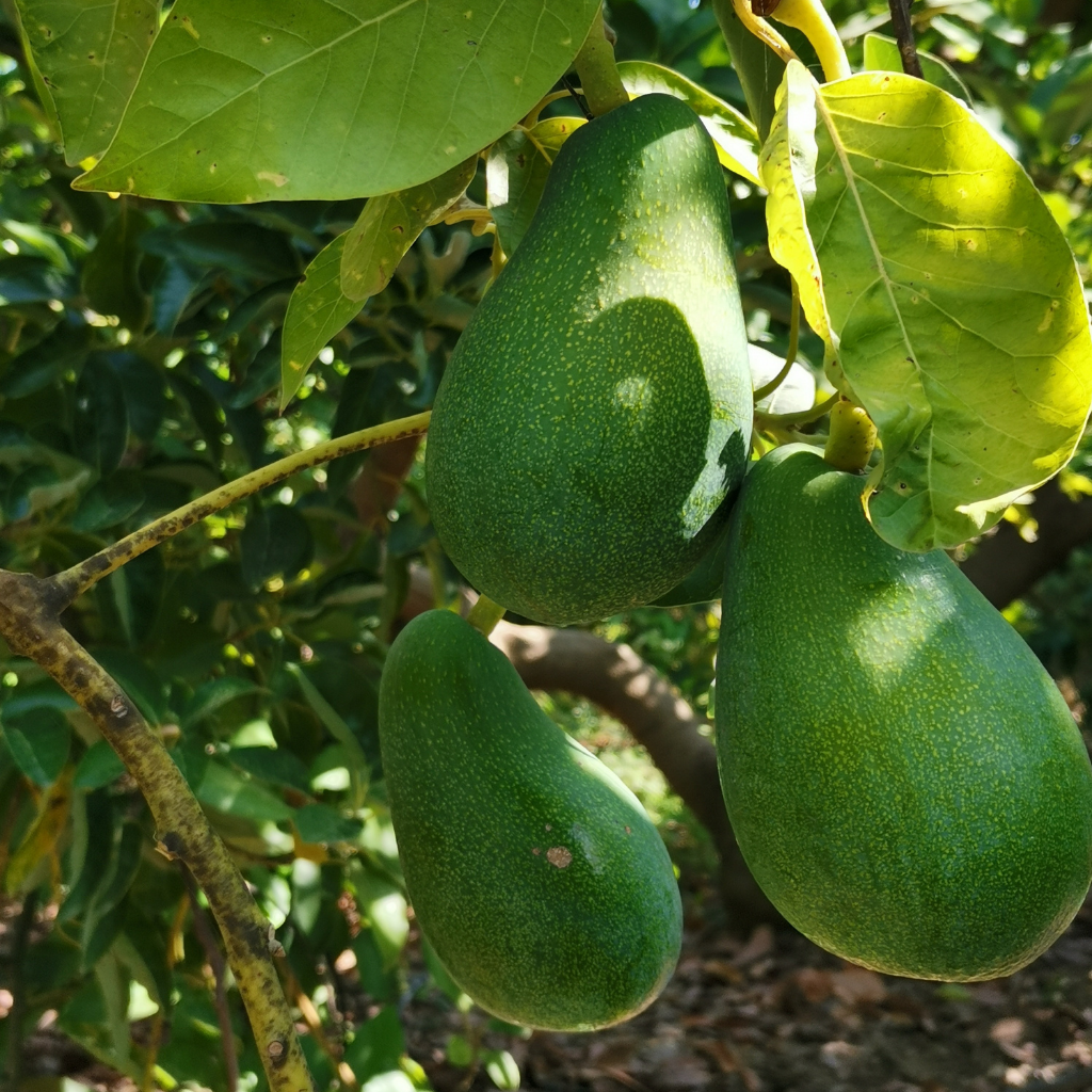 C-Lifton Avokado Fidanı - Aşılı 2 Yaş - Kışa Dayanıklı Ev Ve Bahçe Tipi (Hass Tozlayıcısı)