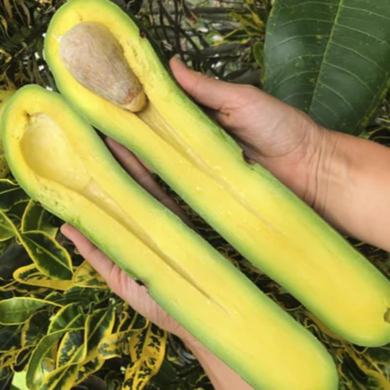 Dev Uzun Avokado Fidanı (Long Neck) - 2 Yaş Aşılı Sertifikalı - Gurme Çeşit Saksıya Uygun (50-70 cm)