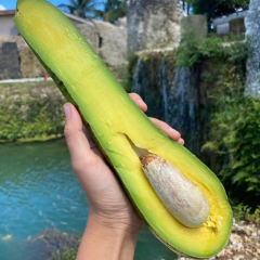 Dev Uzun Avokado Fidanı (Long Neck) - 2 Yaş Aşılı Sertifikalı - Gurme Çeşit Saksıya Uygun (50-70 cm)