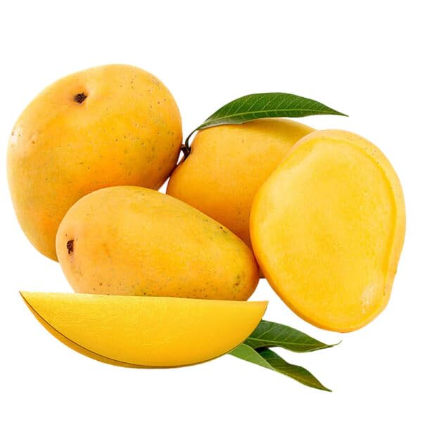 Aşılı Alphonso Mango Fidanı - 2 Yaş - Tüplü 60-70 cm - Saksıda Yetişmeye Uygun (Dünyanın En Tatlı Mangosu)