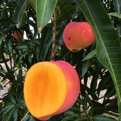 Kent Mango Fidanı – 2 Yaş Aşılı, Tüplü, 60–70 cm | Lifsiz & Tatlı