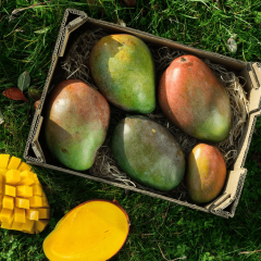 Aşılı Keitt Mango Fidanı - 2 Yaş - Tüplü 60-70 cm - Lifsiz Dev Meyveli Tropikal Meyve Ağacı