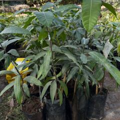 Aşılı Keitt Mango Fidanı - 2 Yaş - Tüplü 60-70 cm - Lifsiz Dev Meyveli Tropikal Meyve Ağacı