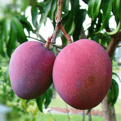 Aşılı Tommy Atkins Mango Fidanı - 2 Yaş - Tüplü 60-70 cm - Kıpkırmızı Meyveli Dayanıklı Çeşit (Hemen Dikime Hazır)