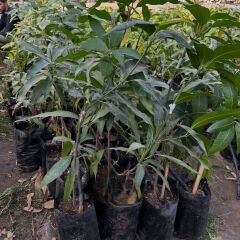 Aşılı Tommy Atkins Mango Fidanı - 2 Yaş - Tüplü 60-70 cm - Kıpkırmızı Meyveli Dayanıklı Çeşit (Hemen Dikime Hazır)