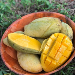 Aşılı Nam Dok Mai Mango Fidanı - 2 Yaş - Tüplü 60-70 cm - Tayland Bal Mangosu (Saksıda Yetişmeye Uygun)