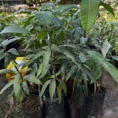 Aşılı Nam Dok Mai Mango Fidanı - 2 Yaş - Tüplü 60-70 cm - Tayland Bal Mangosu (Saksıda Yetişmeye Uygun)
