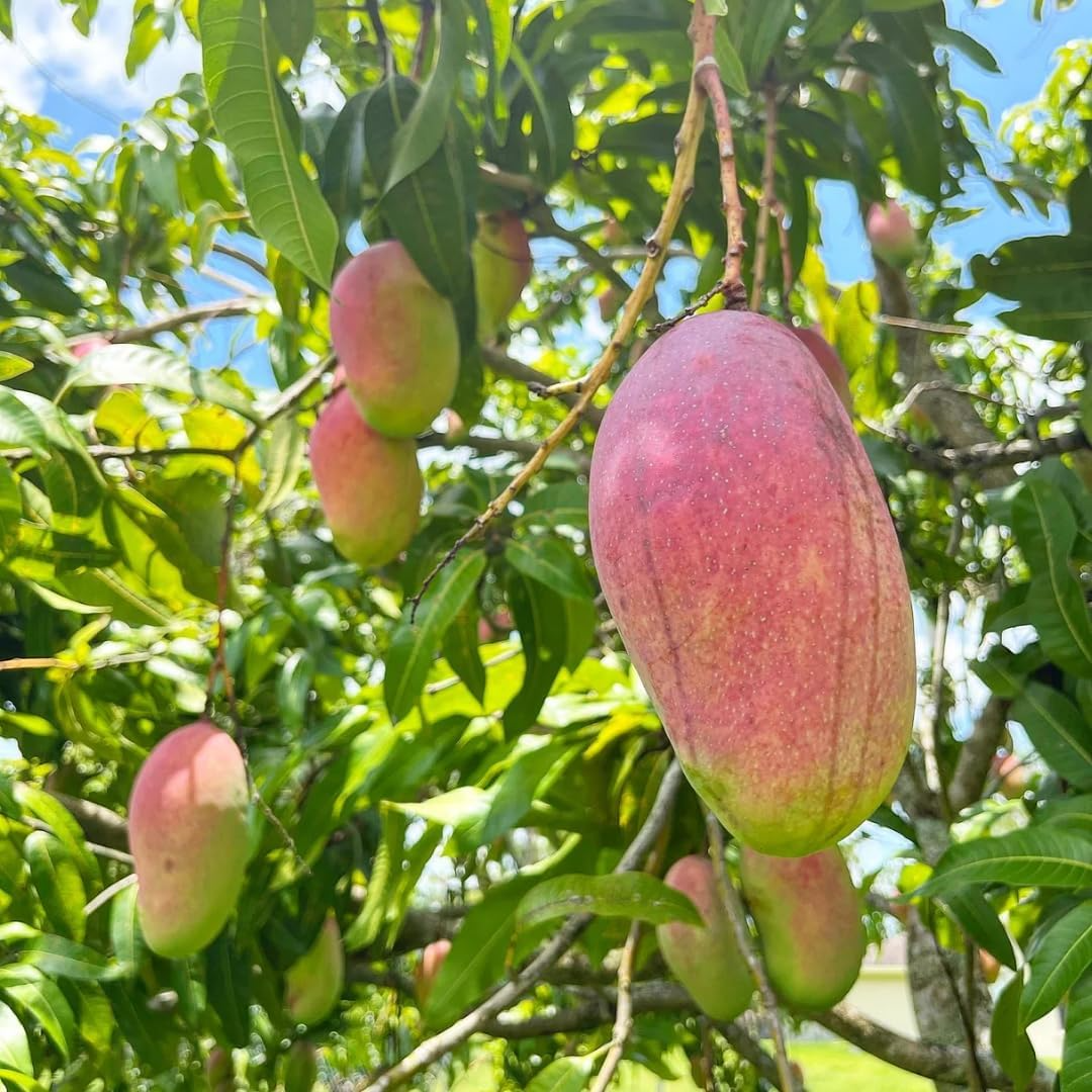 Aşılı Valencia Pride Mango Fidanı - 2 Yaş - 1 KG Üzeri Dev Meyveli Nadir Gurme Çeşit (Sınırlı Stok)
