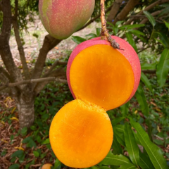 Aşılı Valencia Pride Mango Fidanı - 2 Yaş - 1 KG Üzeri Dev Meyveli Nadir Gurme Çeşit (Sınırlı Stok)