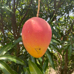Aşılı Valencia Pride Mango Fidanı - 2 Yaş - 1 KG Üzeri Dev Meyveli Nadir Gurme Çeşit (Sınırlı Stok)