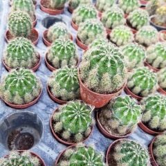 Top Kaktüs 5.5 cm Saksıda