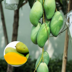 Aşılı Keo Mango Fidanı - 2 Yaş - Tüplü 60-70 cm - En Erken Meyve Veren Verimli Egzotik Çeşit