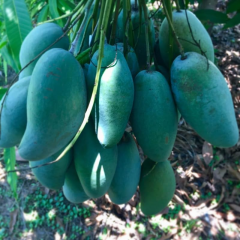 Aşılı Keo Mango Fidanı - 2 Yaş - Tüplü 60-70 cm - En Erken Meyve Veren Verimli Egzotik Çeşit