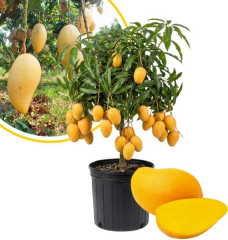 Aşılı Ataulfo Bal Mangosu Fidanı - 2 Yaş - Dünyanın En Tatlı Lifsiz Honey Mangosu - 60-70 cm Tüplü