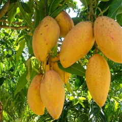 Aşılı Ataulfo Bal Mangosu Fidanı - 2 Yaş - Dünyanın En Tatlı Lifsiz Honey Mangosu - 60-70 cm Tüplü