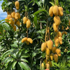 Aşılı Ataulfo Bal Mangosu Fidanı - 2 Yaş - Dünyanın En Tatlı Lifsiz Honey Mangosu - 60-70 cm Tüplü