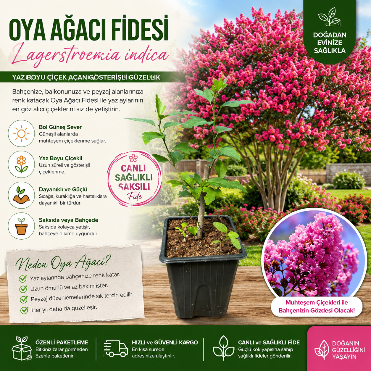Oya Ağacı Fidesi (Lagerstroemia Indica) Saksılı Canlı Fide 25-40 cm Yaz Boyu Çiçekli