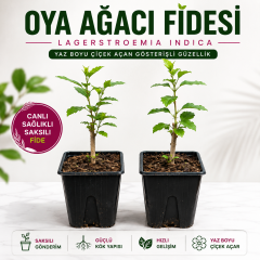 Oya Ağacı Fidesi (Lagerstroemia Indica) Saksılı Canlı Fide 25-40 cm Yaz Boyu Çiçekli