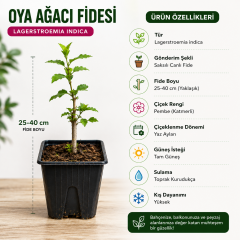 Oya Ağacı Fidesi (Lagerstroemia Indica) Saksılı Canlı Fide 25-40 cm Yaz Boyu Çiçekli
