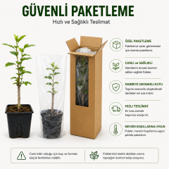 Oya Ağacı Fidesi (Lagerstroemia Indica) Saksılı Canlı Fide 25-40 cm Yaz Boyu Çiçekli