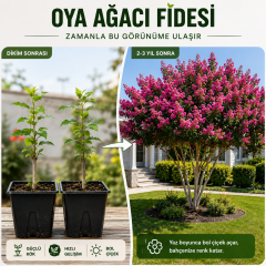 Oya Ağacı Fidesi (Lagerstroemia Indica) Saksılı Canlı Fide 25-40 cm Yaz Boyu Çiçekli
