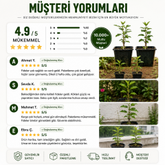 Oya Ağacı Fidesi (Lagerstroemia Indica) Saksılı Canlı Fide 25-40 cm Yaz Boyu Çiçekli