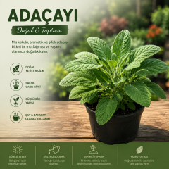 Saksılı Adaçayı Bitkisi (Salvia officinalis) | Aromatik Şifalı Bitki | Canlı Adaçayı Fidesi | 20-30 cm