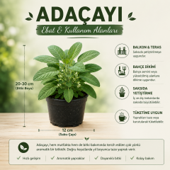 Saksılı Adaçayı Bitkisi (Salvia officinalis) | Aromatik Şifalı Bitki | Canlı Adaçayı Fidesi | 20-30 cm