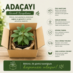 Saksılı Adaçayı Bitkisi (Salvia officinalis) | Aromatik Şifalı Bitki | Canlı Adaçayı Fidesi | 20-30 cm