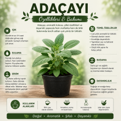 Saksılı Adaçayı Bitkisi (Salvia officinalis) | Aromatik Şifalı Bitki | Canlı Adaçayı Fidesi | 20-30 cm