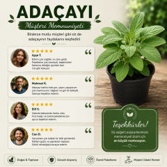 Saksılı Adaçayı Bitkisi (Salvia officinalis) | Aromatik Şifalı Bitki | Canlı Adaçayı Fidesi | 20-30 cm