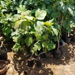 2 Yaş Bonsai Bodur İncir Fidanı, Saksıda