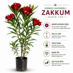 Kırmızı Katmerli Zakkum Fidanı Tüplü 100-120 cm Nadir Tür Yoğun Çiçek Açan Peyzaj Bitkisi