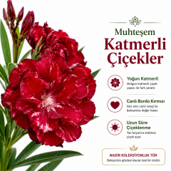 Kırmızı Katmerli Zakkum Fidanı Tüplü 100-120 cm Nadir Tür Yoğun Çiçek Açan Peyzaj Bitkisi