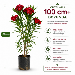 Kırmızı Katmerli Zakkum Fidanı Tüplü 100-120 cm Nadir Tür Yoğun Çiçek Açan Peyzaj Bitkisi