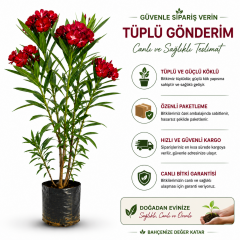 Kırmızı Katmerli Zakkum Fidanı Tüplü 100-120 cm Nadir Tür Yoğun Çiçek Açan Peyzaj Bitkisi