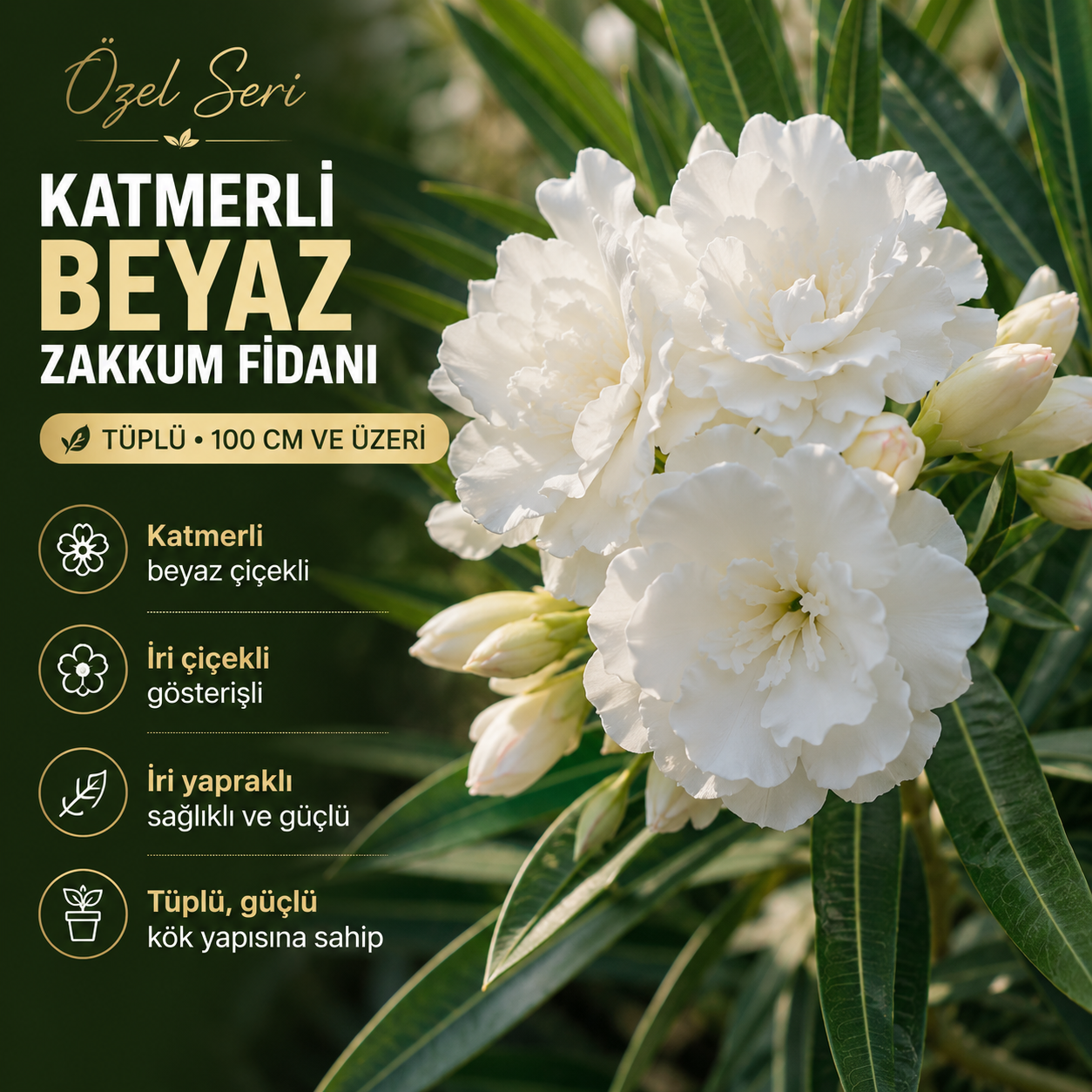 Katmerli Beyaz Zakkum Fidanı Tüplü 100 cm ve Üzeri – İri Çiçekli ve İri Yapraklı