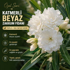 Katmerli Beyaz Zakkum Fidanı Tüplü 100 cm ve Üzeri – İri Çiçekli ve İri Yapraklı