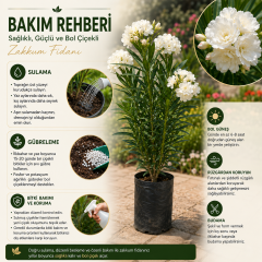 Katmerli Beyaz Zakkum Fidanı Tüplü 100 cm ve Üzeri – İri Çiçekli ve İri Yapraklı