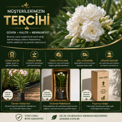Katmerli Beyaz Zakkum Fidanı Tüplü 100 cm ve Üzeri – İri Çiçekli ve İri Yapraklı