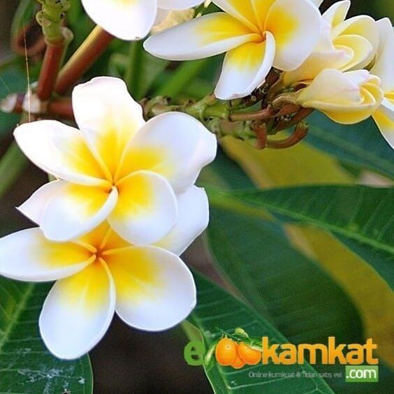 Stephanotis Floribunda Çemberli İthal MADAKASGAR YASEMİNİ, Saksıda