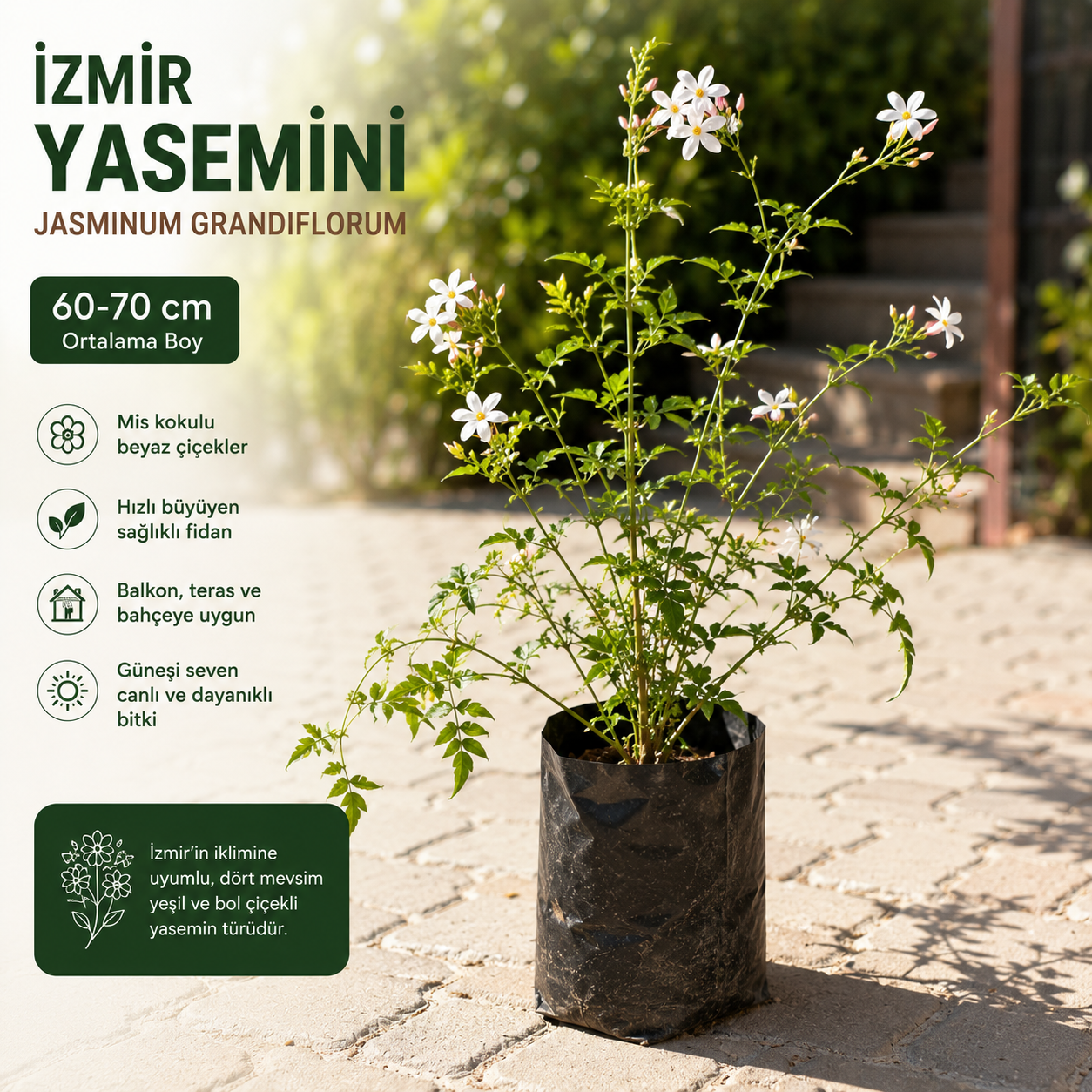 Kokulu İzmir Yasemini Fidanı 60-70 cm – Beyaz Çiçekli Sarılıcı Yasemin