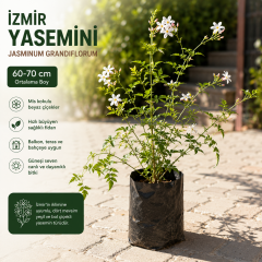 Kokulu İzmir Yasemini Fidanı 60-70 cm – Beyaz Çiçekli Sarılıcı Yasemin